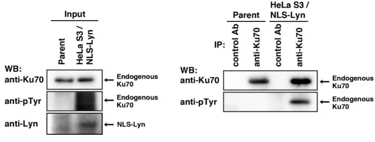 Figure 003. Tyrosine phosphorulation of endogenous Ku70 in NLS-Lyn expressing cells. 