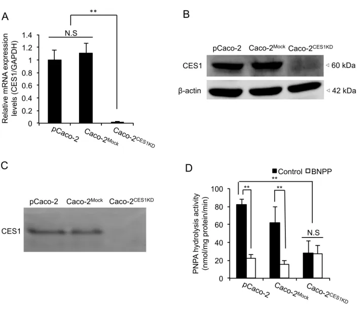 Fig. 1. Development of CES1-deficient Caco-2 cells (Caco-2 CES1KD  cells).   