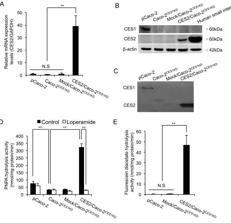 Fig.  2.  Development  of  Caco-2  cells  carrying  the  human  intestine-type  CES  expression  profile  (CES2/Caco-2 CES1KD  cells)