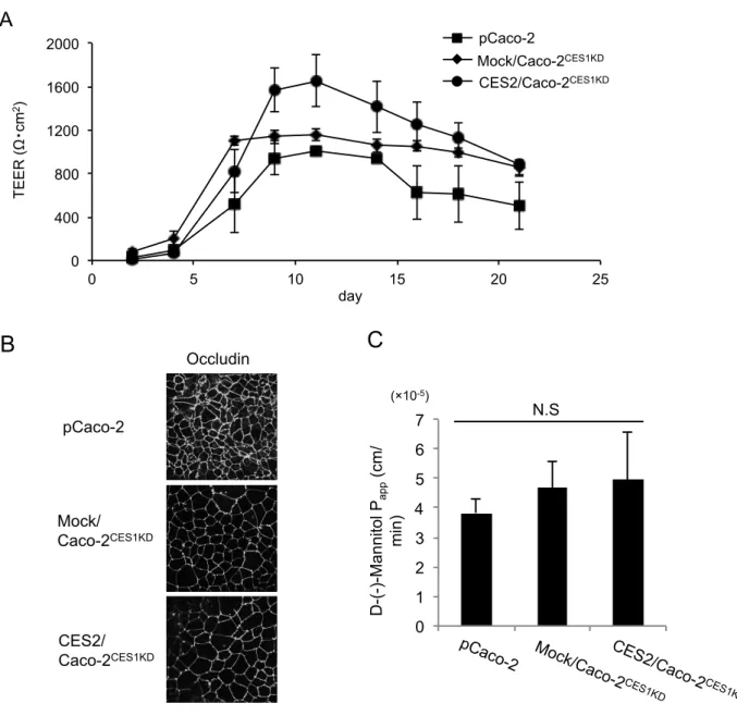 Fig.  3.  Tight  junction  properties  in  pCaco-2,  Mock/Caco-2 CES1KD ,  and  CES2/Caco-2 CES1KD 