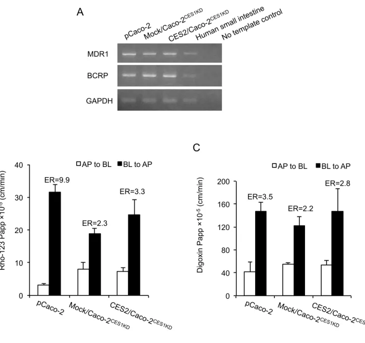Fig. 4. Functional  expression of representative intestinal  drug efflux  transporters  in pCaco-2, Mock/Caco-2 CES1KD , and CES2/Caco-2 CES1KD  cells