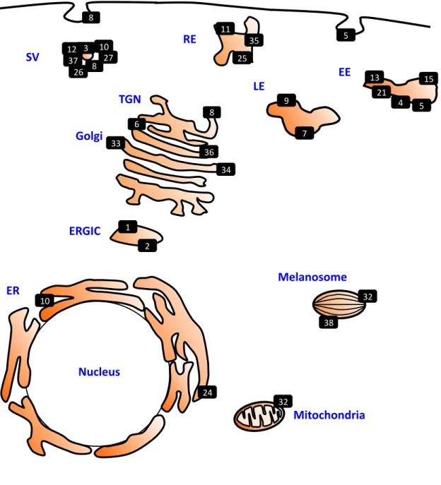 図 1 Rab タンパク質の細胞内局在