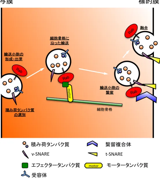 図 2 Rab タンパク質の制御する輸送段階 Rab タンパク質は、 それぞれが機能する特定のオルガネラにターゲティング・局在し （図 1 を参照） 、 輸送される積み荷タンパク質の選別、輸送小胞の形成、供与（オルガネラ）膜からの輸送小胞の出 芽、細胞骨格に沿った輸送小胞の輸送、輸送小胞の標的（オルガネラ）膜への繋留、輸送小胞と標 的（オルガネラ）膜との融合など、小胞輸送経路のさまざまな段階を制御している。!"#!!"#"$!%&amp;'()*+!!"#!$%&amp;! 