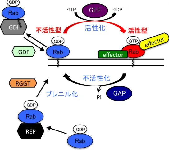 図 3 Rab タンパク質の構造と活性制御