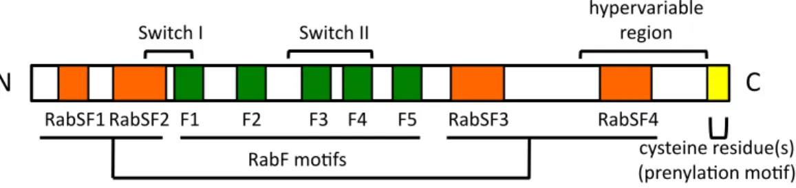 図 4 Rab タンパク質の構造