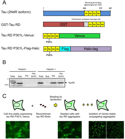 Figure 1. Establishment of tau RD aggregate positive cell lines. A. Schematic of constructs used in this study