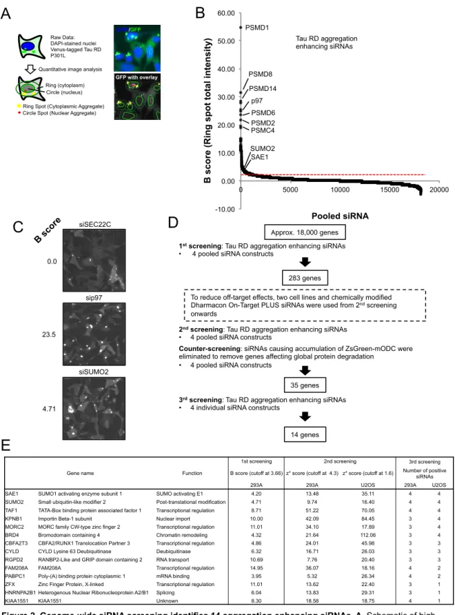 Figure 2. Genome-wide siRNA screening identifies 14 aggregation enhancing siRNAs. A. Schematic of high  content image analysis