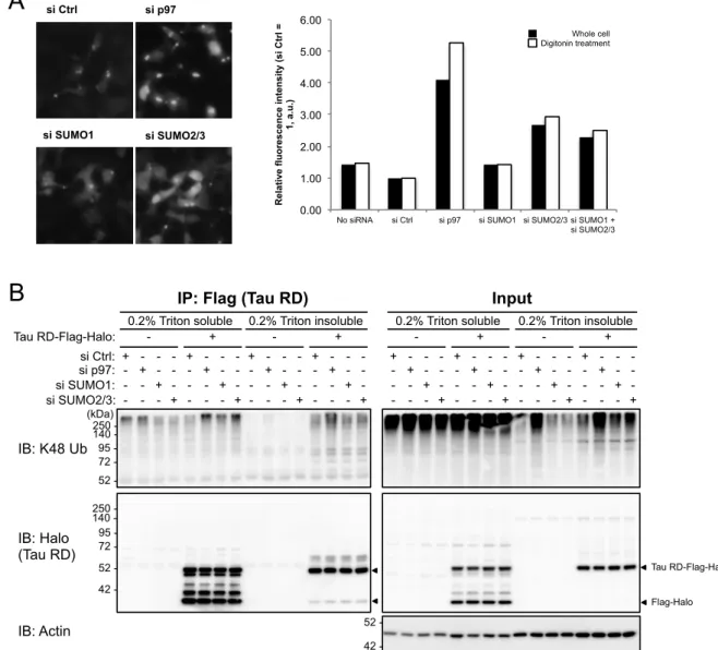 Figure 3. Knockdown of SUMO2/3, but not SUMO1, affects tau aggregation and ubiquitination