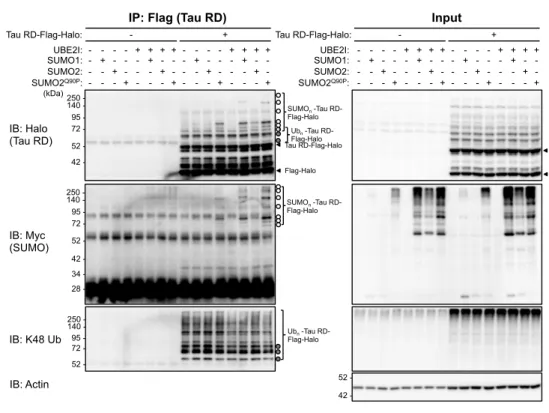 Figure 4. Tau RD is directly SUMOylated in both aggregate-positive and aggregate-negative cells A