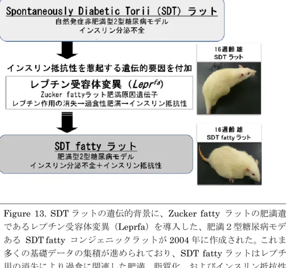 Figure  13.  SDT ラットの遺伝的背景に、Zucker  fatty  ラットの肥満遺伝子 であるレプチン受容体変異（Leprfa）を導入した、肥満２型糖尿病モデルで ある  SDT fatty  コンジェニックラットが 2004 年に作成された。これまでに 多くの基礎データの集積が進められており、SDT  fatty ラットはレプチン作 用の消失により過食に関連した肥満、脂質化、およびインスリン抵抗性を呈 し、SDT よりも早期の高血糖発症と合併症の早期化が確認されている。 