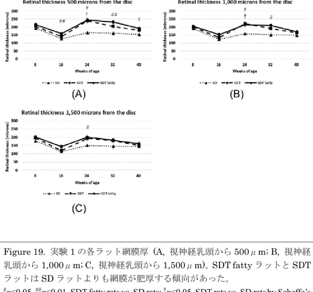 Figure 19.  実験 1 の各ラット網膜厚  (A,  視神経乳頭から 500μm; B,  視神経 乳頭から 1,000μm; C,  視神経乳頭から 1,500μm)。 SDT fatty ラットと SDT ラットは SD ラットよりも網膜が肥厚する傾向があった。 
