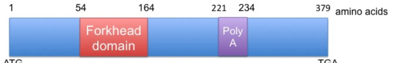 Figure  6 FOXL2 forkhead/hepatocyte  nuclear  factor  3  gene  family  of  transcription  factor L2
