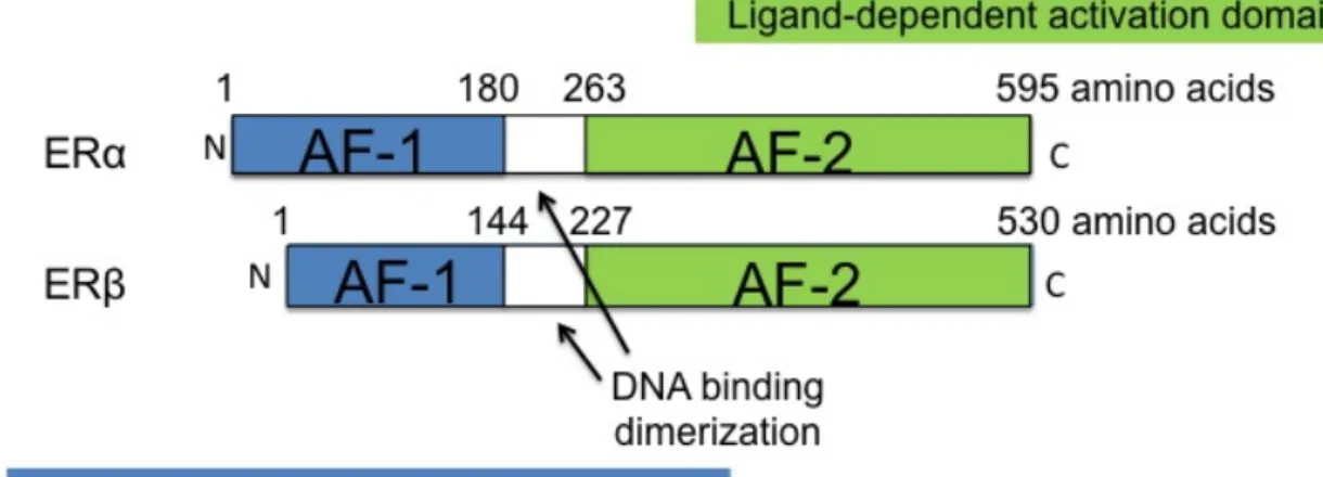 Figure 7 ER α β