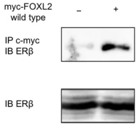 Figure 11 FOXL2 ERβ