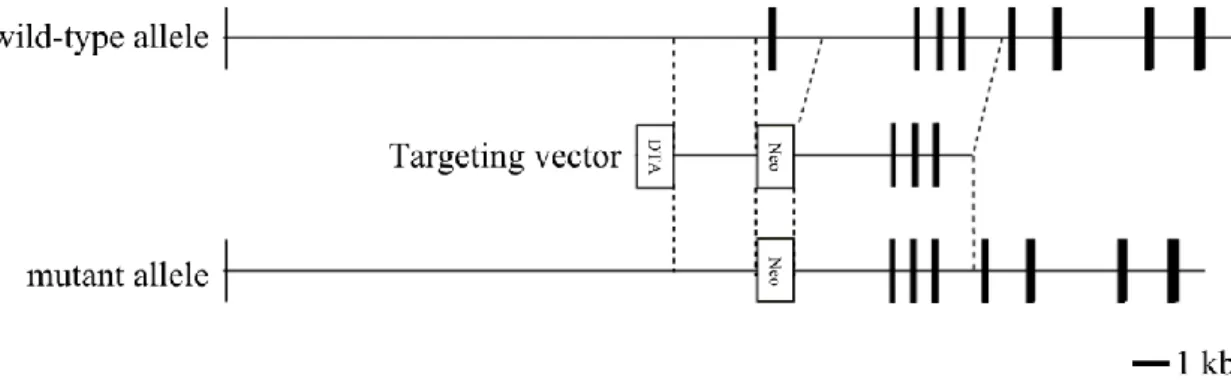 Figure 1 | Construct of KIAA0368-deficient mice. 