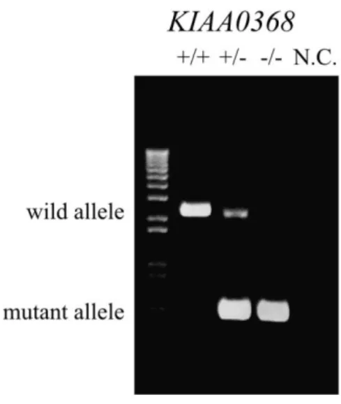 Figure 2 | Determination of mice genotypes by genomic PCR. 
