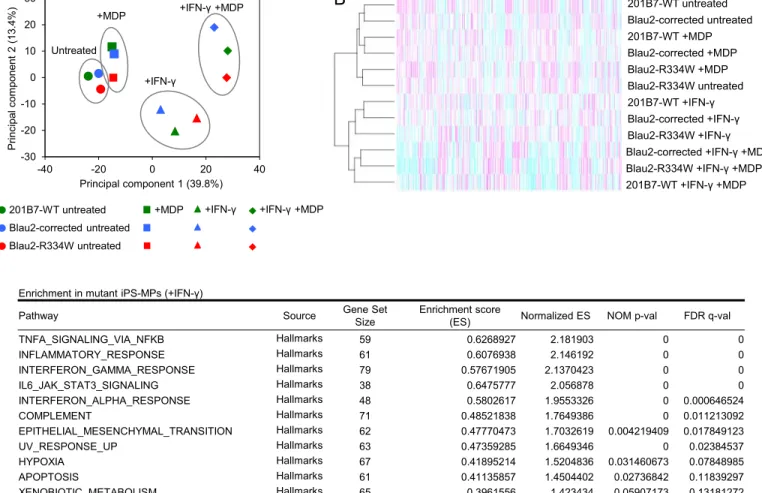 Figure 5 A C D 201B7-WT +IFN-γ +MDP Blau2-R334W +IFN-γ +MDP Blau2-corrected +IFN-γ +MDPBlau2-R334W +IFN-γBlau2-corrected +IFN-γ201B7-WT +IFN-γBlau2-R334W untreatedBlau2-R334W +MDPBlau2-corrected +MDP201B7-WT +MDPBlau2-corrected untreated201B7-WT untreated