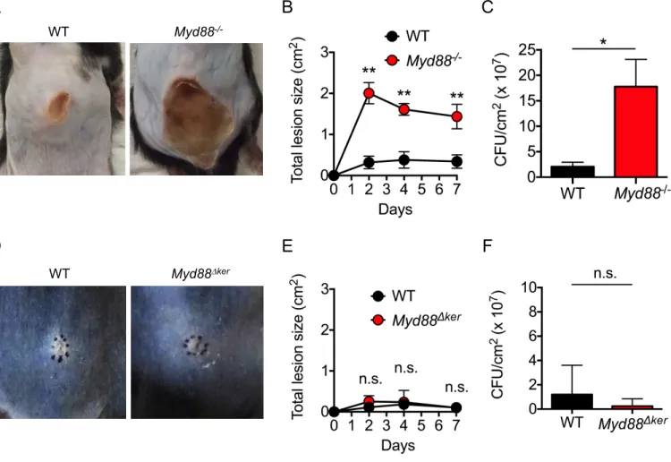 Figure S1. Myd88 -/- mice show increased skin lesions and pathogen loads after  intradermal S