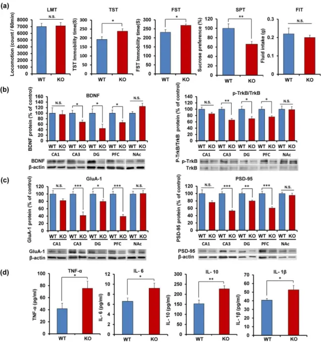 Figure 3. Depression-like phenotypes of Nrf2 KO mice and inflammation in Nrf2 KO mice