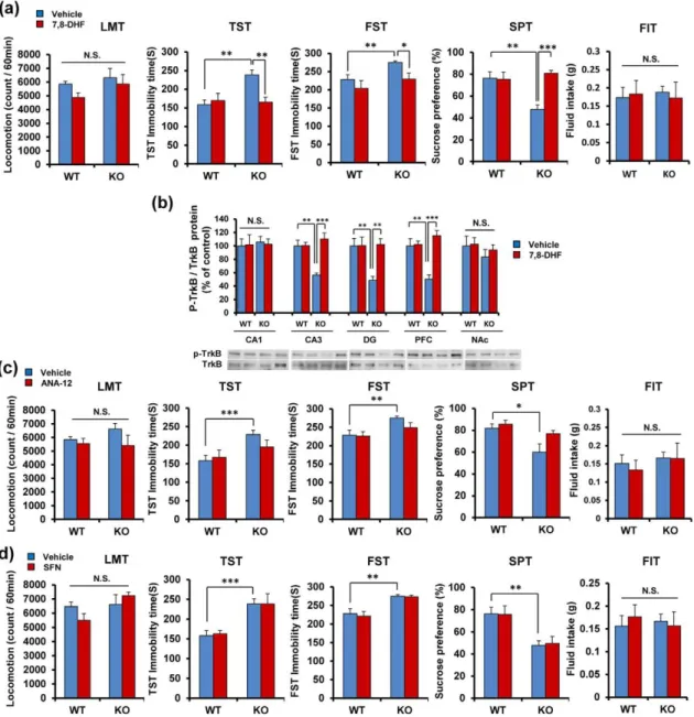 Figure 4. Antidepressant effect of 7,8-DHF, a TrkB agonist, in Nrf2 KO mice. (a) 7,8-DHF (10  mg/kg)  or  vehicle  (10  ml/kg)  was  administered  i.p