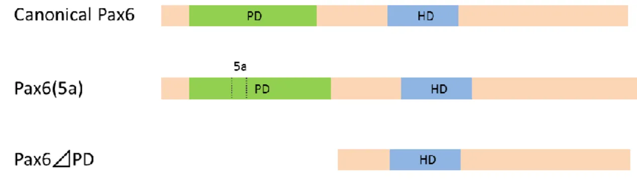 Figure 2. The structure of three typical Pax6 variants in vertebrates. 