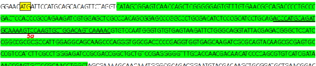 Figure 5. Pax6 v2 transcripts in the newt C. pyrrhogaster. 