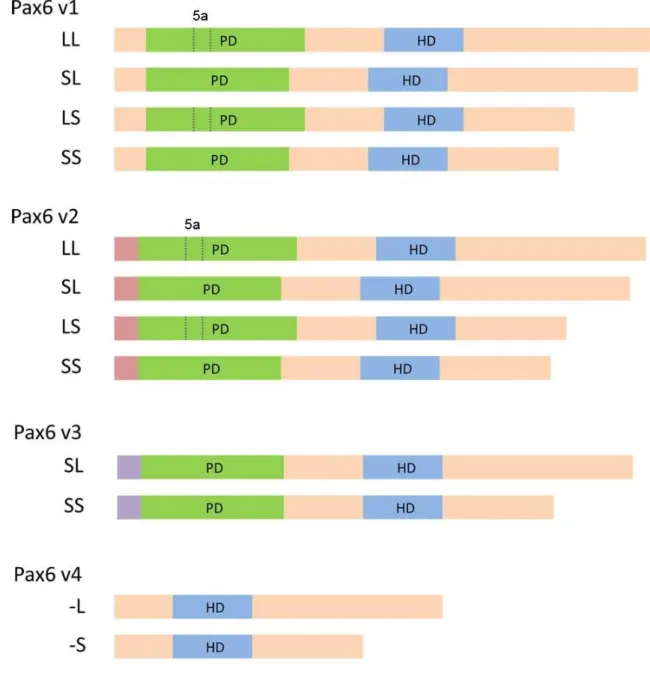 Figure 8. Pax6 protein isoforms were deduced from these splice variants. 