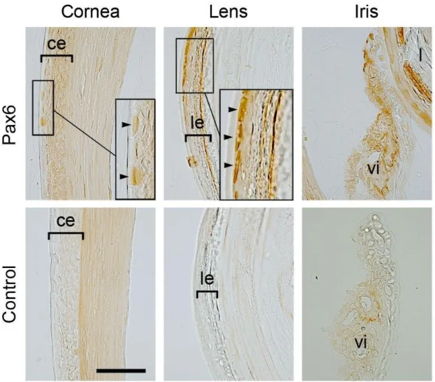 Figure  9.  Expression  patterns  of  Pax6  variants  in  the  intact  eyes  of  the  adult  newt