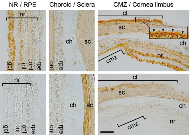Figure  10.  Expression  patterns  of  Pax6  variants  in  the  intact  eyes  of  the  adult  newt