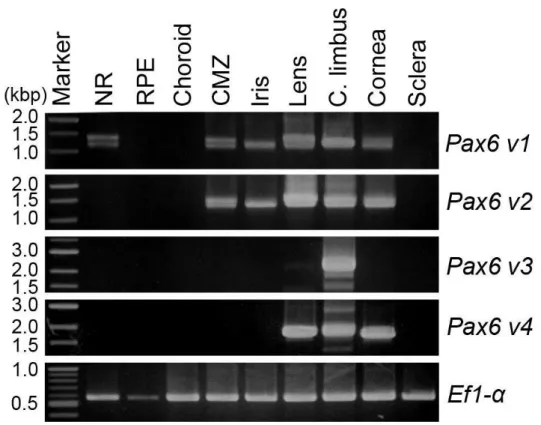 Figure 11. PCR analysis with class-specific primer sets was carried out to determine the class  of Pax6 expressed in each part of the eye