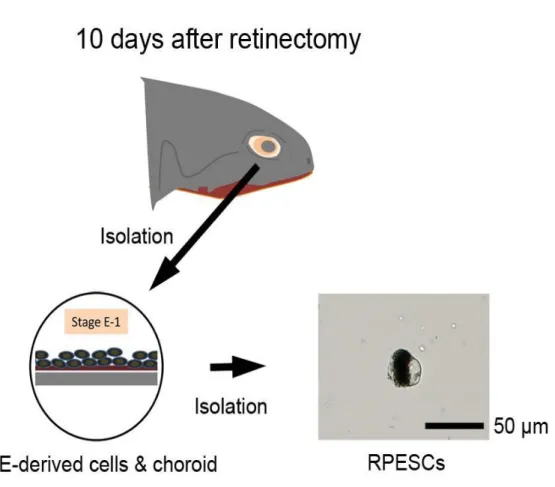 Figure 13. The image of the sample collect. 