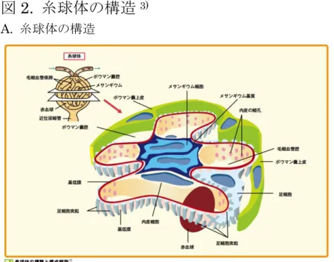 図 2.  糸球体の構造 3) A.  糸球体の構造 糸球体は足細胞 ( ポドサイト ) 、毛細血管内皮細胞、メサンギウム細胞、ボウマン 嚢上皮細胞によって構成されている。特に足細胞 ( ポドサイト ) 、血管内皮細胞、 両者で産生する基底膜の三層構造は糸球体係蹄とよばれ、濾過機能の役割を果 たしている。 B