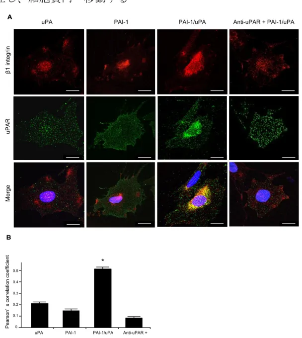 Figure 8. The PAI-1/uPA complex induced translocation of  1 integrin from the podocyte surface to  the  cytoplasm  via  an  uPAR-dependent  mechanism
