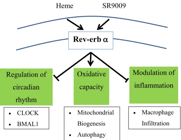 Figure 2. Schematic of Rev-erb α receptor.  