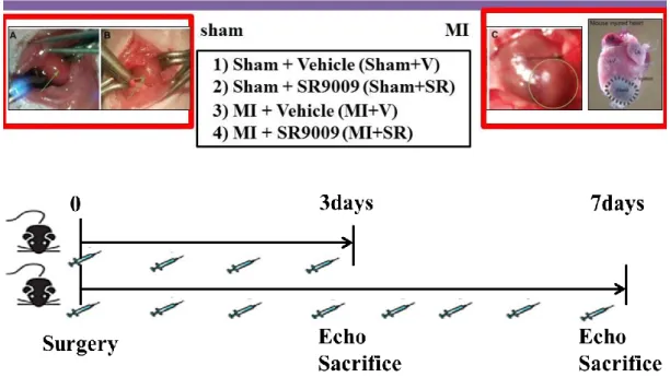 Figure 3. Animals model and study protocol. 