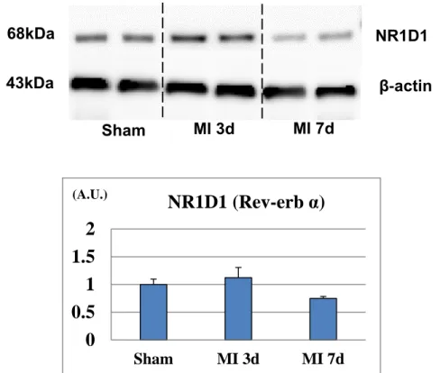 Figure  6.  Protein  expression  level  of  Rev-erb  α  in  the  in  the  left  ventricular border area after myocardial infarction