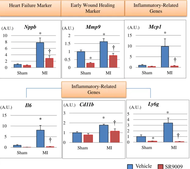 Figure  11.  Gene  expression  levels  of  the  left  ventricles  analyzed  by  real-time PCR on days 3