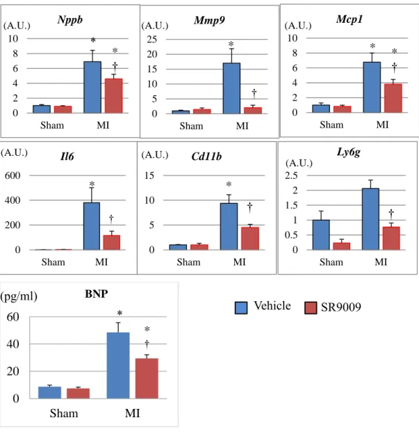Figure 12. Gene expression levels of the left ventricles and plasma BNP  concentration analyzed on days 7