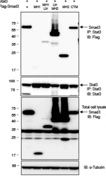 Figure 16 TGF-β R-Smads show close proximity with Smad4 or ROR γ t in Th17 cells.   