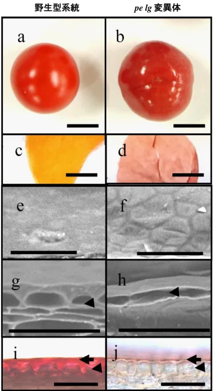 Fig. 2 野生型系統と pe lg 変異体の果実の比較 