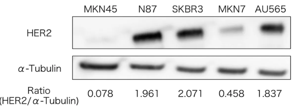 Fig. 4.3 HER2 expressions of MKN45, N87, SKBR3, MKN7 and AU565  cells.  α-tubulin  as  loading  control