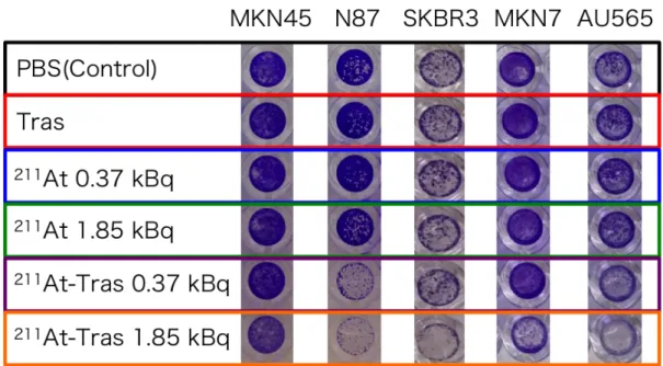 Fig. 4.5 A representative image of stained survived cells after 7 d post 24 h  treatment with PBS control, trastuzumab (Tras),  211 At (0.37, 1.85 kBq) or 