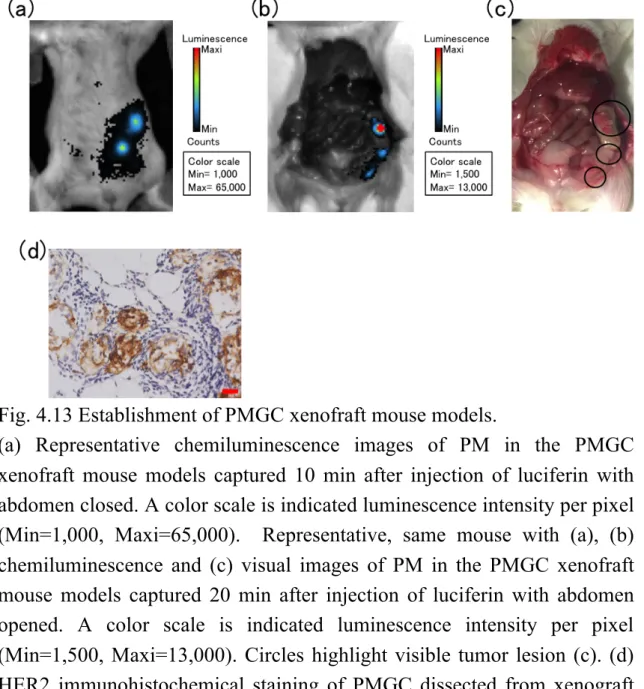 Fig. 4.13 Establishment of PMGC xenofraft mouse models. 