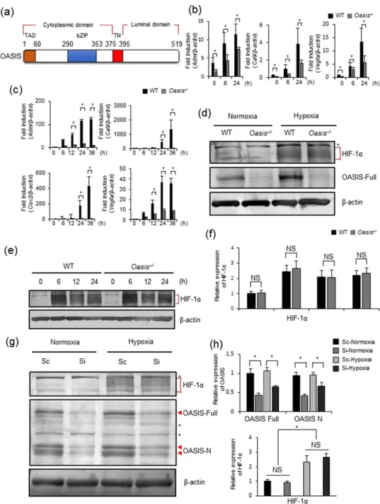 Figure 1.  OASIS regulates the expression of HIF-1α target genes. (a) Schematic representation of human  OASIS protein