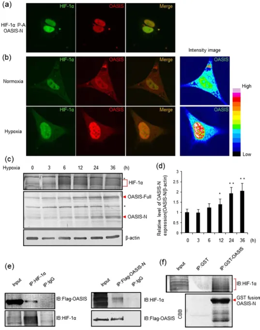 Figure 2.  OASIS is activated by hypoxia and interacts with HIF-1α.  (a) Immunofluorescence staining  for HIF-1 α   and OASIS