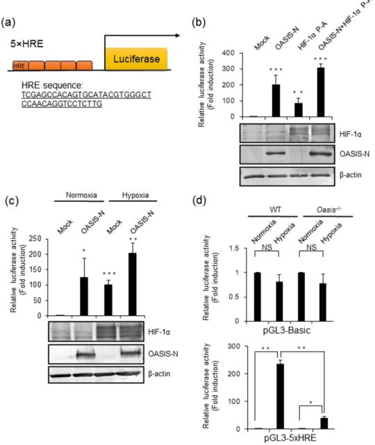 Figure 3.  OASIS enhances the promoter activity of the HRE. (a) Schematic representation of the  5  ×   HRE reporter construct and the inserted sequence of the HRE