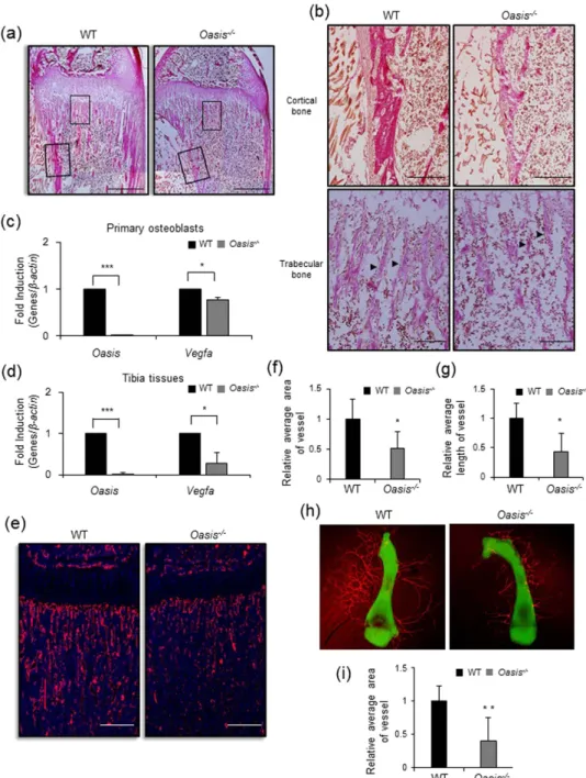 Figure 5.  OASIS plays a crucial role in vascularization during bone development. (a) Van Gieson  staining of undecalcified frozen tibial sections from WT and Oasis −/−  mice (28 days-old)