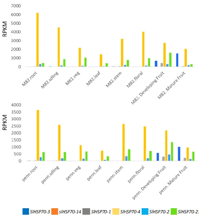 Figure 3.4. Comparison of expression pattern of SlHSP70-1 and its duplications in  HSP70 family gene by tissue of tomato S