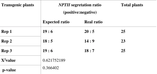Table 4. 2. Segregation of selective gene NPTII in T2 transgenic tomato   Transgenic plants  NPTII segretation ratio 