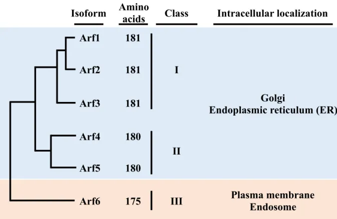 Figure 1. Arf isoforms and their intracellular localization. Arf family proteins are classified into  three classes: class I Arf1 to Arf3, class II Arf4 and Arf5, and class III Arf6